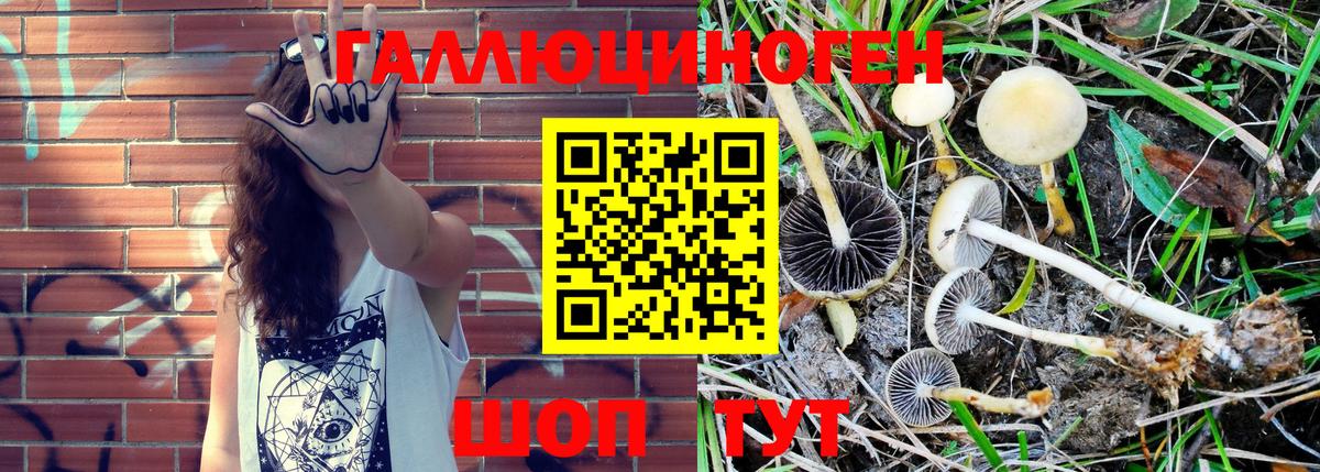 Псилоцибиновые грибы MAGIC MUSHROOMS  Вход с VPN  Щёлково 